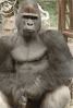 gorillachillin.jpg